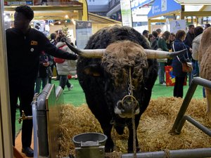 Dermatose nodulaire contagieuse : la race aubrac annule sa participation au Salon international de l'agriculture et au concours agricole