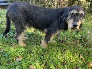 Maltraité par le passé, un griffon disparu en Aveyron est toujours recherché