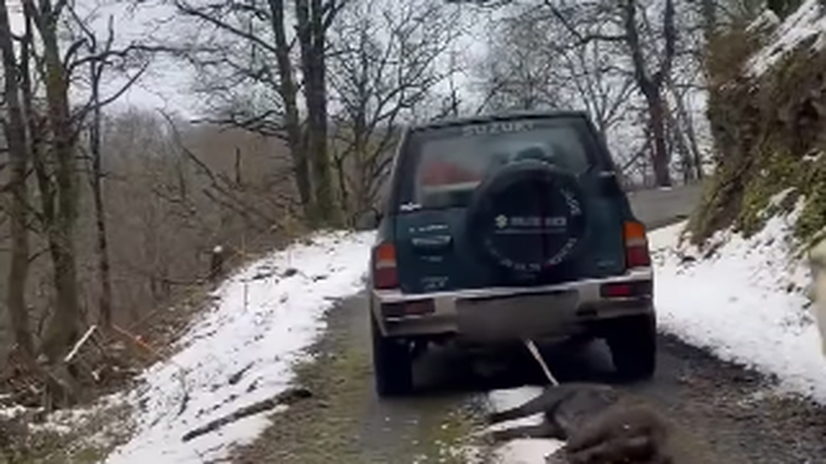 VIDÉO. Un sanglier traîné sur deux kilomètres attaché à une voiture, après une partie de chasse