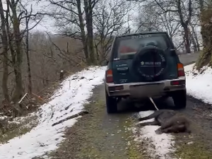 VIDÉO. Un sanglier traîné sur deux kilomètres attaché à une voiture, après une partie de chasse