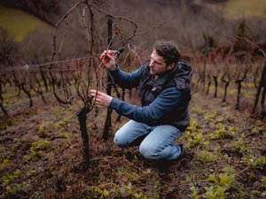 "On y sent les fleurs de vigne" : le rayon d'or, cépage oublié remis en lumière en Aveyron