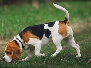 "Ils se sont retrouvés piégés sous la glace" : l'eau était gelée, un sanglier et quatre chiens de chasse meurent noyés dans une piscine à chevaux