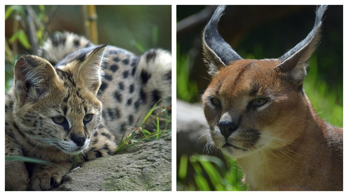 Les douanes sonnent chez un contrebandier, il panique et jette ses deux félins protégés par la fenêtre