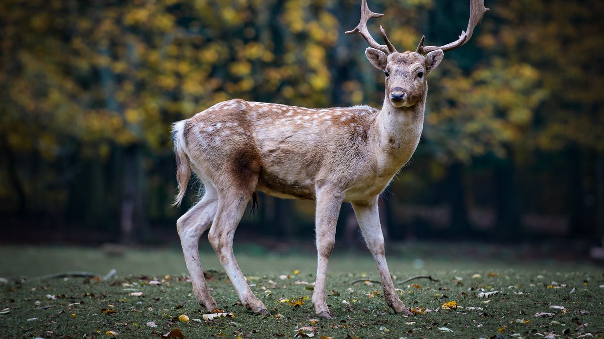 Lors d'une battue au sanglier, ce chasseur a été victime d'une crevaison peu banale sur la route