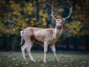 Lors d'une battue au sanglier, ce chasseur a été victime d'une crevaison peu banale sur la route