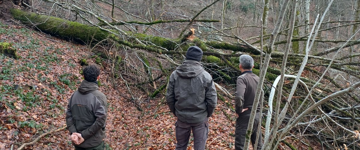 "Ce sont des arbres qui ont pour certains entre 80 et 100 ans qui sont couchés" : en Aveyron, les forêts balafrées par le simple poids de la neige