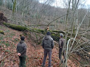 "C'est un carnage, je n'ai jamais vu ça" : en Aveyron, les forêts balafrées par le simple poids de la neige