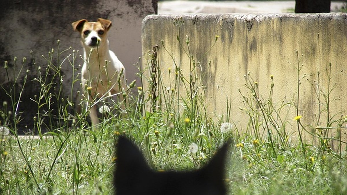 Il extorque 13 000 euros en profitant de la détresse des propriétaires d’animaux perdus : prison ferme pour le jeune escroc