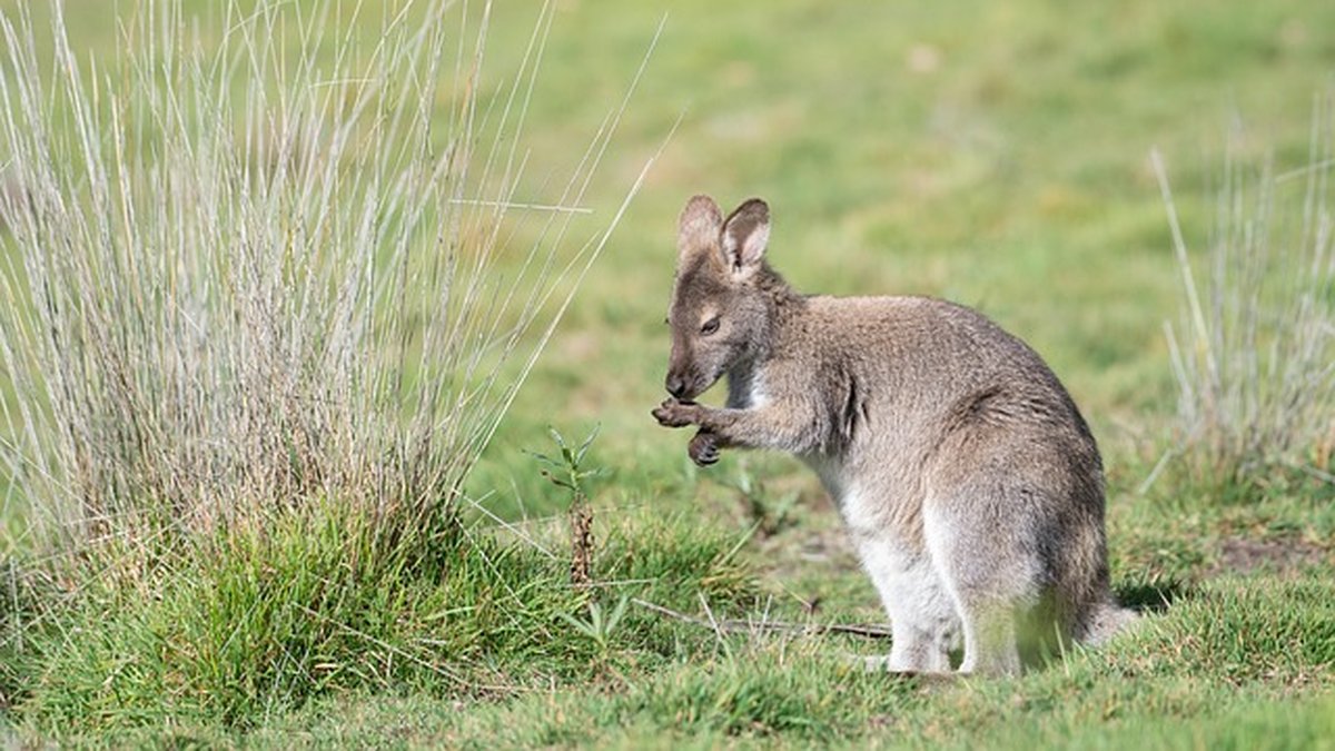 Des lapins et des bébés wallabys tués par des chiens dans un parc animalier, "un choc immense pour toute l’équipe"