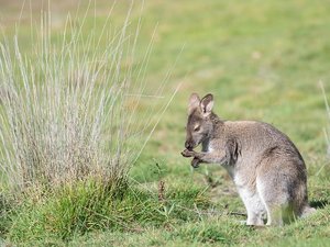 Des lapins et des bébés wallabys tués par des chiens dans un parc animalier, "un choc immense pour toute l'équipe"