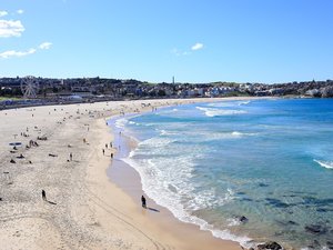 Série d'attaques meurtrières de requins sur les plages de Sydney : un enfant de 12 ans décède des suites de ses blessures