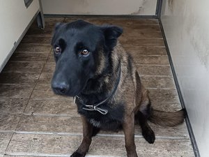 Immense émotion dans les rangs policiers : Dino, chien de la brigade canine de Metz, est décédé en service