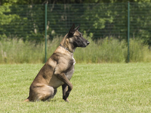 Abandonné par son maître lors d'une garde à vue, le chien rejoint les rangs de la police
