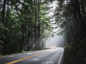 Un chiot de 9 mois renversé par une voiture, ses propriétaires menacés après avoir passé un appel pour retrouver le conducteur