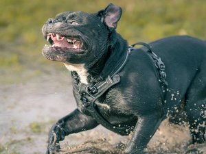 Les molosses attaquent dans ce département d'Occitanie : un homme défiguré dans un appartement, une chienne déchiquetée dans un champ