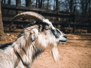 Coincé sur la falaise à 15 mètres du sol, le bouc attend plusieurs jours l'intervention des pompiers