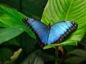 La cité des insectes rouvre ses portes : ce qu'il faut savoir sur la saison 2026, à Micropolis