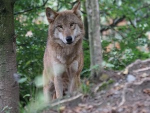 Un loup retrouvé mort dans une forêt, un chasseur se rend à la gendarmerie pour expliquer l'avoir abattu par erreur