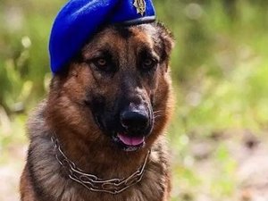 Guerre en Ukraine : blessé avec son maître par une frappe russe, Ralph le chien de combat va retrouver une mâchoire grâce à l'impression 3D