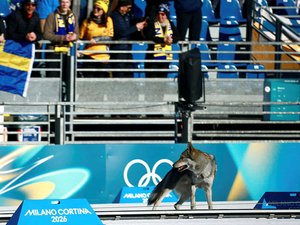 VIDÉO. JO d'hiver 2026 : un chien se fraye un chemin sur la piste de ski de fond et franchit la ligne d'arrivée