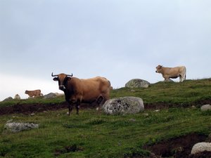 GRAND FORMAT. Salon de l'agriculture 2026 : "On ne peut pas tout considérer comme acquis", sur l'Aubrac, l'élevage imagine déjà son futur et ce qu'il sera en 2050