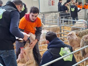 Salon de l'agriculture 2026 : Noé et Colin, deux Aveyronnais, en lice pour la finale des Ovinpiades du meilleur berger ce samedi 21 février
