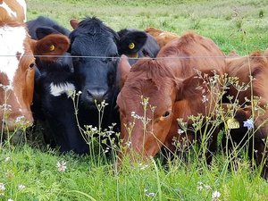 Dermatose nodulaire contagieuse : "Depuis le 2 janvier nous n'avons plus aucun cas", la quasi-totalité des zones réglementées levées