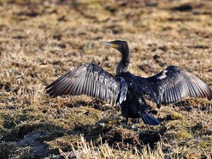 C'est une histoire incroyable, un cormoran blessé tape à la porte des urgences... avec son bec