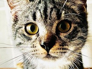 "C'est une miraculée" : il percute un platane et meurt sur le coup, sa chatte survit au choc dans son sac de transport