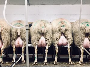 Des producteurs de lait de brebis d'Occitanie réunis sous une même appellation