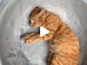 Ils prétendent cuisiner puis manger un chat pour faire rire TikTok : la mauvaise blague les conduit au tribunal