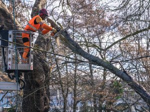 VIDÉOS. Dix jours après la tempête Nils, des lignes et câbles électriques traînent encore en forêt, Enedis appelle à la vigilance