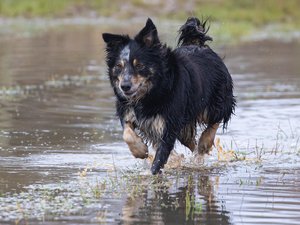 Piégé dans une voiture et recherché depuis des heures, un enfant de trois ans retrouvé grâce à un chien de quartier qui guide les policiers