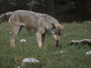 Abattage des loups : le quota augmenté, les règles de tirs de prélèvement et de défense allégées