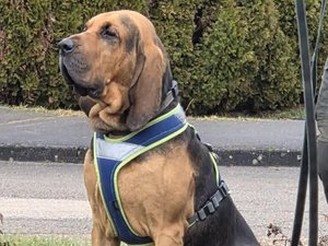 Slider lui a sauvé la vie : parti en forêt et en danger, un mineur de 17 ans est retrouvé à temps par le chien des gendarmes