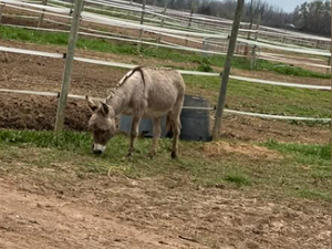 L'âne marchait la nuit sur une route d'Occitanie, il trouve refuge dans un ranch en attendant son propriétaire