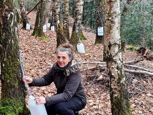 VIDÉO. Après l'hiver, une cure de détox ? En Aveyron, la sève de bouleau coule à foison à Ronsignac