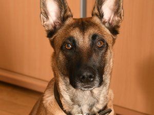 Il achète une chienne sur le Bon coin et la laisse enfermée, manger des chaussettes et mourir de faim