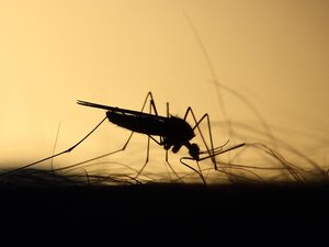 "Une intensité qu'on avait jamais vue" : les moustiques se régalent d'un hiver doux et pluvieux, ils sont déjà de sortie en Occitanie...