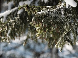 MÉTÉO. Refroidissement général et retour de la pluie : des chutes de neige à basse altitude attendues ce week-end dans ces régions