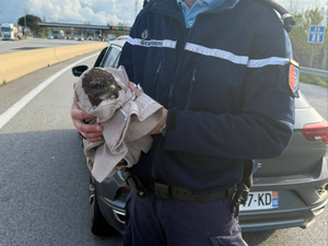 Le rapace se "crashe" sur une autoroute d'Occitanie : les gendarmes interviennent