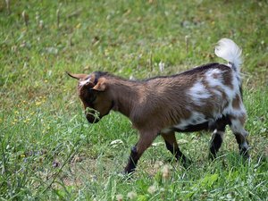 26 chevrettes meurent intoxiquées lors d'un incendie dans un bâtiment agricole en Occitanie