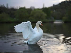 Un cygne se pose sur l'autoroute et traverse : trois poids lourds entrent en collision