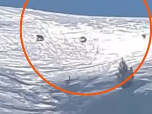 VIDÉO. Un spectacle rare dans les Pyrénées : ils filment trois ours traverser la station de ski, probablement une maman et ses petits