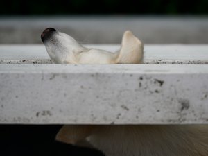 La soirée en terrasse prend une tournure improbable : un chien saute du balcon du deuxième étage et mord une cliente du bar au visage