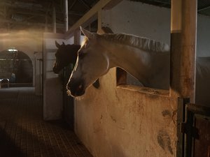 Le chasseur plaide un accident : une dispute aurait éclaté lors d'une battue, un palefrenier retrouvé mort dans une écurie