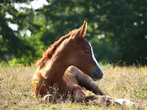 "C'est un acte de barbarie absolue" : son cheval retrouvé ligoté et agonisant dans un trou