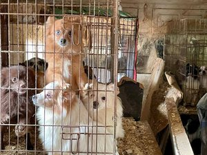 Un effroyable élevage clandestin démantelé : les gendarmes et la SPA au secours de 820 animaux, dont 237 chiens