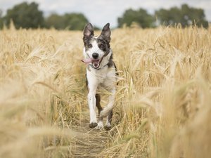 Tiques, épillets, chenilles processionnaires, piqûres d'insectes... Comment protéger votre chien lors des balades