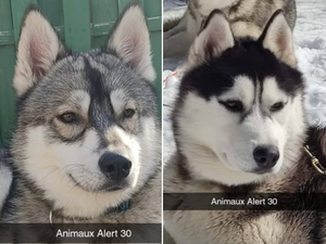 Deux chiens huskies qui s'étaient échappés retrouvés deux jours plus tard sous des vêtements, "massacrés" par un véhicule, leurs colliers envolés